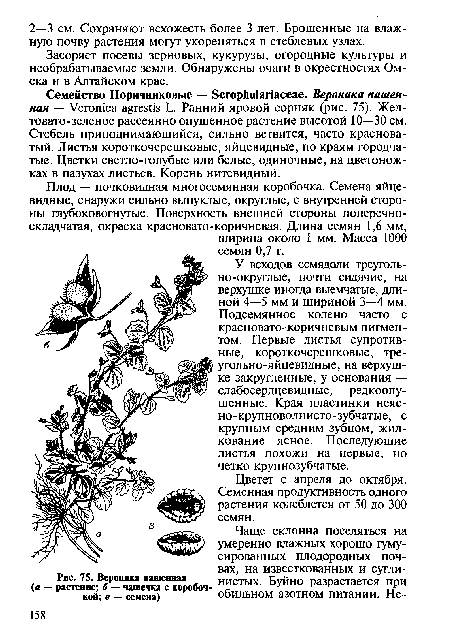 Вероника пашенная (а — растение; б — чашечка с коробочкой; в — семена)