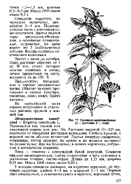 Гялиисога мелкоцветковая (в — растение; б — семя)