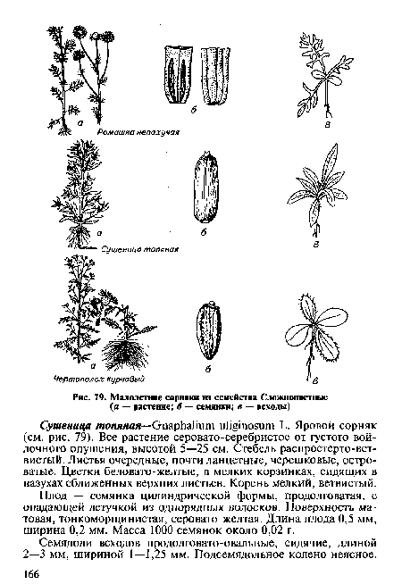 Малолетние сорняки из семейства Сложноцветные (а — растение; б — семянки; в — всходы)