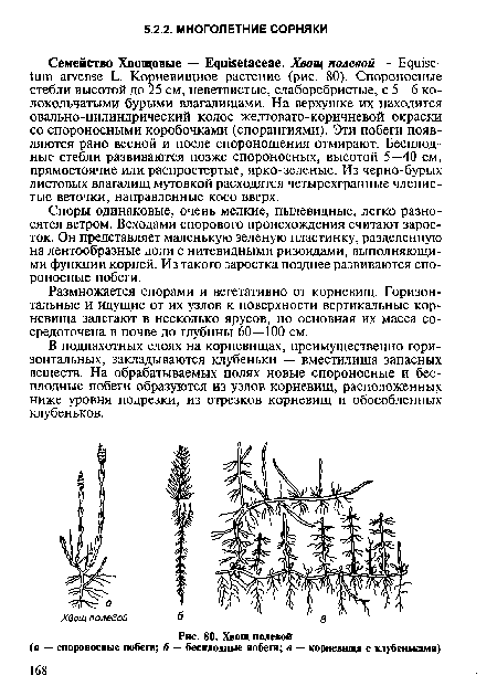 В подпахотных слоях на корневищах, преимущественно горизонтальных, закладываются клубеньки — вместилища запасных веществ. На обрабатываемых полях новые спороносные и бесплодные побеги образуются из узлов корневищ, расположенных ниже уровня подрезки, из отрезков корневищ и обособленных клубеньков.