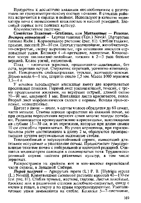 У всходов зародышевое влагалище имеет две коричневатые продольные полоски. Первый лист узколинейный, тонкий, с тремя продольными жилками, на верхушке острый, длиной около 70—90 мм, шириной 1 мм. Влагалище листа красноватое, голое. Второй лист морфологически сходен с первым. Всходы ярко-зеленые, неопушенные.