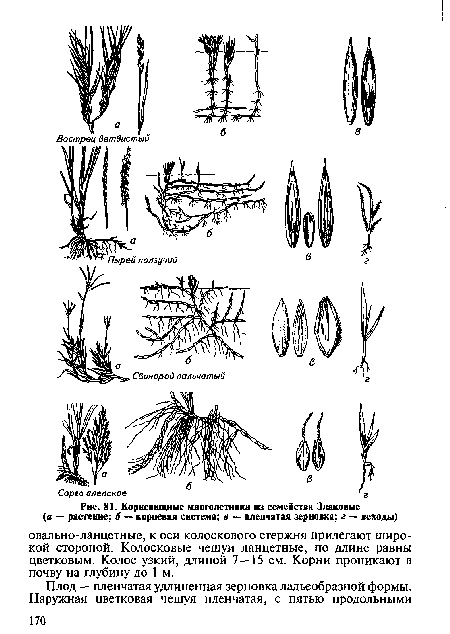 Корневищные многолетники из семейства Злаковые (а — растение; б — корневая система; в — пленчатая зерновка; г — всходы)