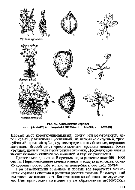 Многолетние сорняки (а — растение; б — корневая система; в — семена; г — всходы)