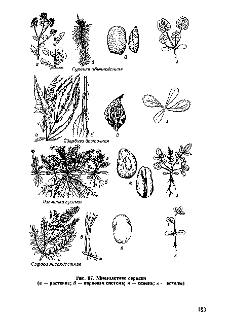 Миоголетиве сорняки (а — растение; б — корневая система; в — семена; г — всходы)