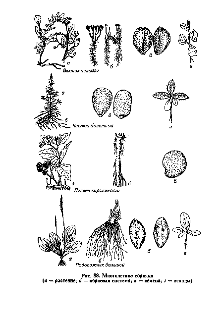 Многолетние сорняки (а — растение; б — корневая система; в — семена; г — всходы)