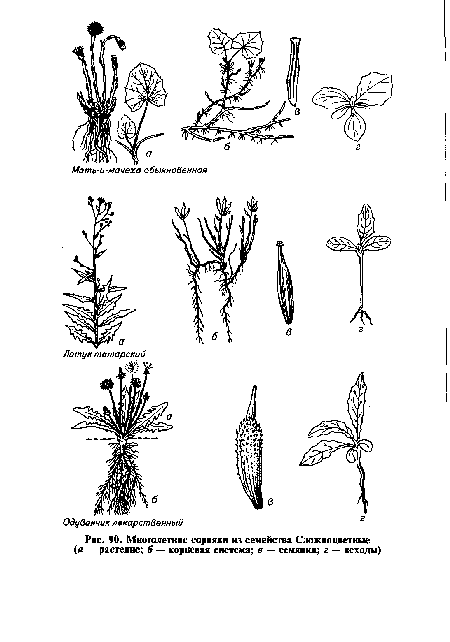 Многолетние сорняки из семейства Сложноцветные (в — растение; б — корневая система; в — семянки; г — всходы)