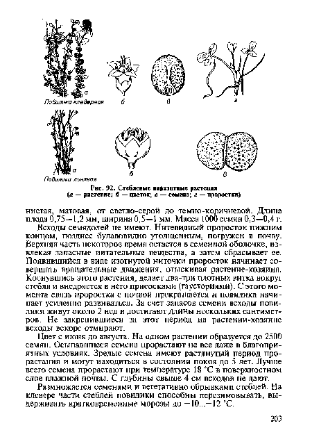 Стеблевые паразитные растения (а — растение; б — цветок; в — семена; г — проростки)