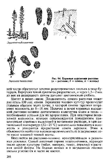 Корневые паразитные растения (в — растение; б — семена; в — всходы)