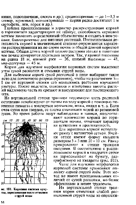 На вертикальной стенке траншеи подземную часть растений остепенно освобождают от почвы по ходу корней с помощью по-овинки пинцета с изогнутым кончиком, ножа, вилки и т. д. Если очва сухая или твердая, ее слегка смачивают водой из резиновой эуши. Во время работы ведут наблюдения и записи, подсчитывают количество корней по горизонтали почвы, отмечают характер их ветвления и протяженность.