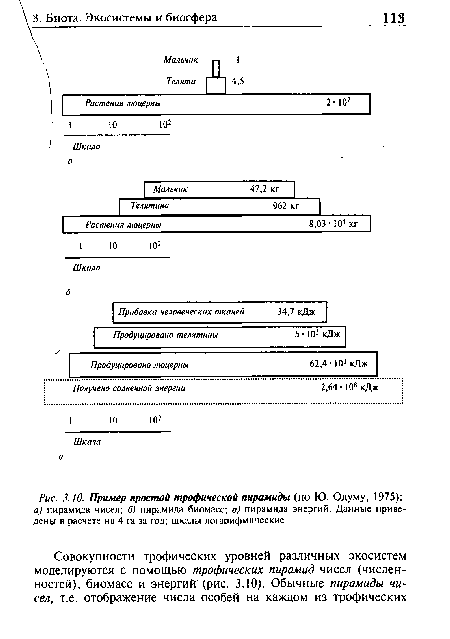 Пример простой трофической пирамиды (по Ю. Одуму, 1975)