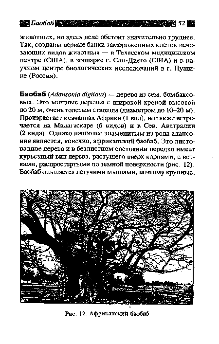 Африканский баобаб