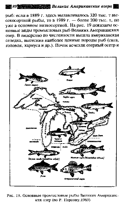 Основные промысловые рыбы Великих Американских озер (по Р. Парсону,1969)