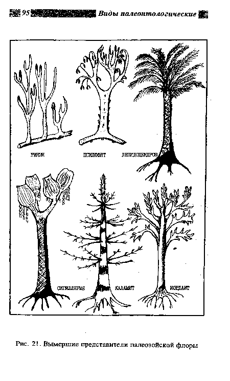 Вымершие представители палеозойской флоры