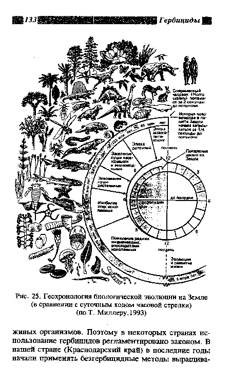 Геохронология биологической эволюции на Земле (в сравнении с суточным ходом часовой стрелки)