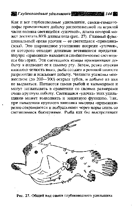 Общий вид самки глубоководного удильщика