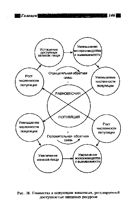 Гомеостаз в популяции животных, регулируемый доступностью пищевых ресурсов