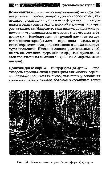 Досковидные корни (контрфорсы) фикуса