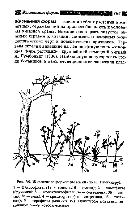 Жизненные формы растений (по К. Раункиеру)