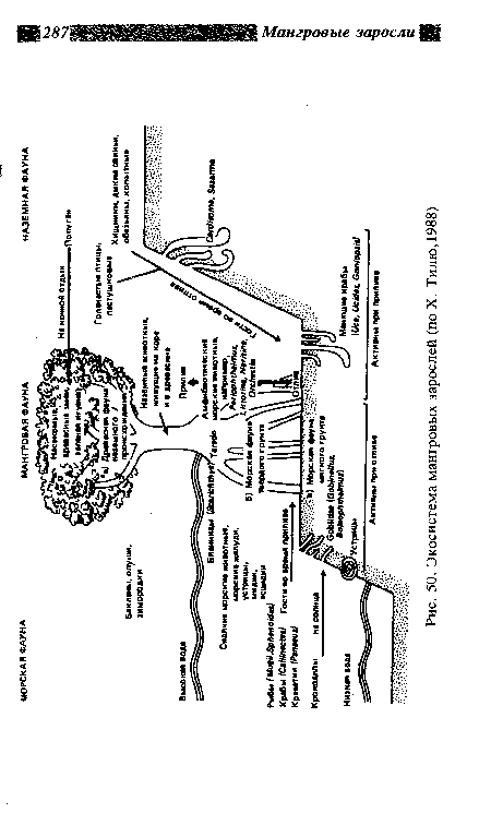 Экосистема мангровых зарослей (по X. Тилю, 1988)