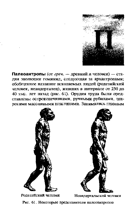 Некоторые представители палеоантропов