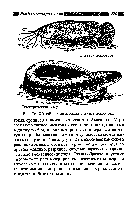 Общий вид некоторых электрических рыб