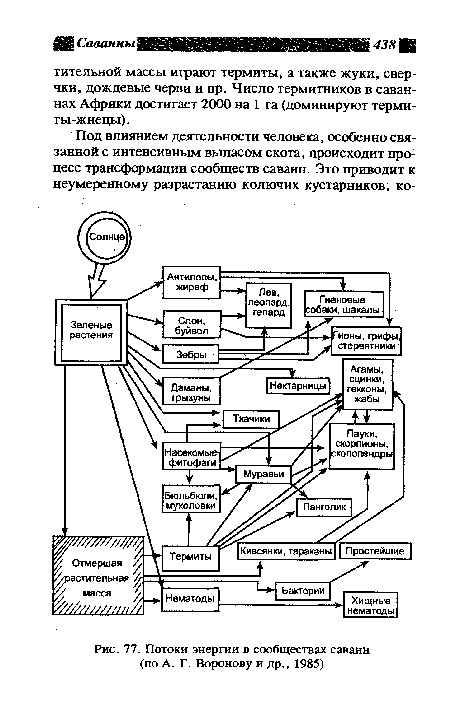Потоки энергии в сообществах саванн (по А. Г. Воронову и др., 1985)