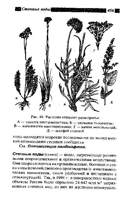 Растения степного разнотравья
