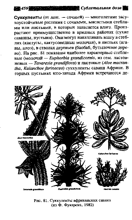 Суккуленты африканских саванн (из Ф. Фукарека, 1982)