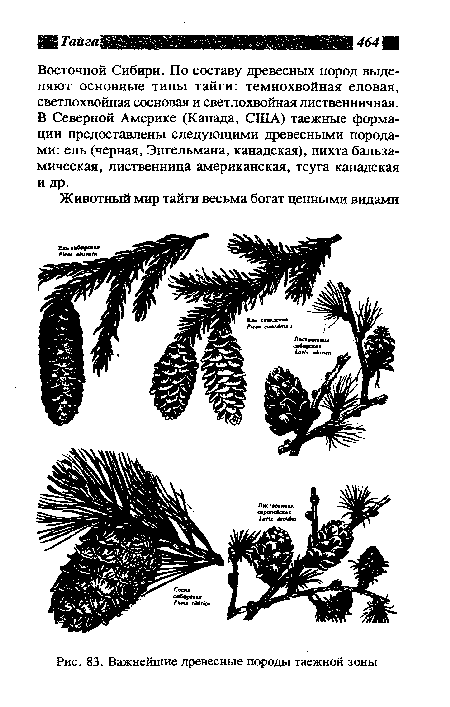 Важнейшие древесные породы таежной зоны