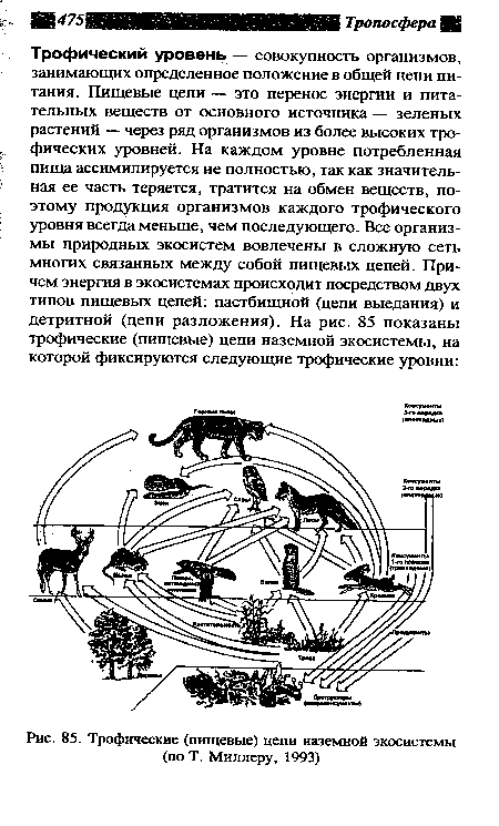 Трофические (пищевые) цепи наземной экосистемы (по Т. Миллеру, 1993)