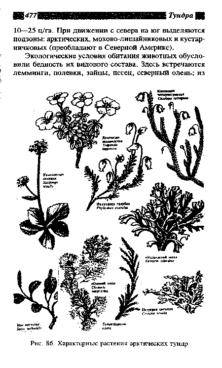Характерные растения арктических тундр