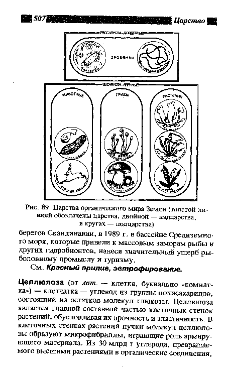 Царства органического мира Земли (толстой линией обозначены царства, двойной — надцарства, в кругах — подцарства)