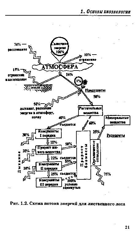 Схема потока энергий для лиственного леса