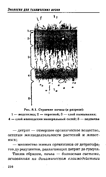 Строение почвы (в разрезе)