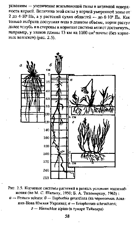 Корневые системы растений в разных условиях водоснабжения (по М. С. Шалыту, 1950; Б. А. Тихомирову, 1963)