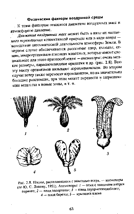 Плоды, расселяющиеся с помощью ветра, — анемохоры (по Ю. С. Левину, 1951). Анемохоры