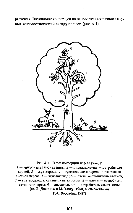 Схема консорции дерева (липа)