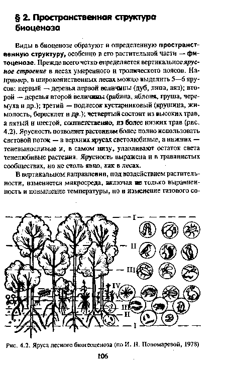 Яруса лесного биогеоценоза (по И. Н. Пономаревой, 1978)