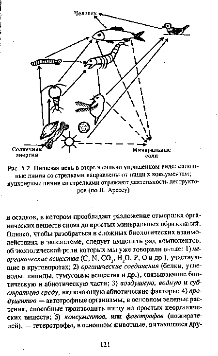 Пищевая цепь в озере в сильно упрощенном виде