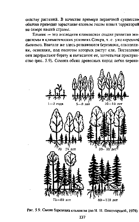 Смена березняка ельником (по И. Н. Пономаревой, 1978)