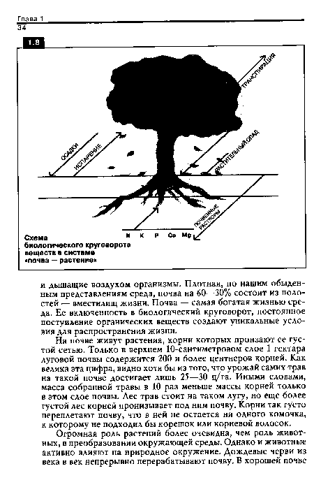 На почве живут растения, корни которых пронзают ее густой сетью. Только в верхнем 10-сантиметровом слое 1 гектара луговой почвы содержится 200 и более центнеров корней. Как велика эта цифра, видно хотя бы из того, что урожай самих трав на такой почве достигает лишь 25—30 ц/та. Иными словами, масса собранной травы в 10 раз меньше массы корней только в этом слое почвы. Лес трав стоит на таком лугу, но еще более густой лес корней пронизывает под ним почву. Корни так густо переплетают почву, что в ней не остается ни одного комочка, к которому не подходил бы корешок или корневой волосок.