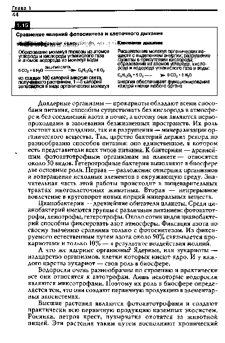 Доядерные организмы — прокариоты обладают всеми способами питания, способны существовать без кислорода в атмосфере и без соединений азота в почве, а потому они являются первопроходцами в завоевании безжизненных пространств. Их роль состоит как в создании, так и в разрушении — минерализации органического вещества. Так, царство бактерий держит рекорд по разнообразию способов питания: оно единственное, в котором есть представители всех типов питания. К бактериям — древнейшим фотоавтотрофным организмам на планете — относятся около 50 видов. Гетеротрофные бактерии выполняют в биосфере две основные роли. Первая — разложение отмерших организмов и возвращение исходных элементов в окружающую среду. Значительная часть этой работы происходит в пищеварительных трактах многоклеточных животных. Вторая — непрерывное вовлечение в круговорот новых порций минеральных веществ.