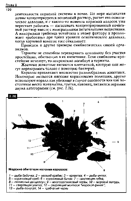 Термиты не способны переваривать целлюлозу без участия простейших, обитающих в их кишечнике. Если симбионты-про-стейшие исчезнут, то непременно погибнут и термиты.