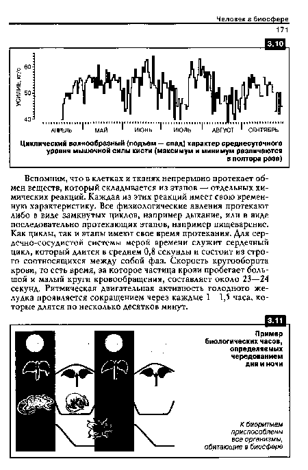 Вспомним, что в клетках и тканях непрерывно протекает обмен веществ, который складывается из этапов — отдельных химических реакций. Каждая из этих реакций имеет свою временную характеристику. Все физиологические явления протекают либо в виде замкнутых циклов, например дыхание, или в виде последовательно протекающих этапов, например пищеварение. Как циклы, так и этапы имеют свое время протекания. Для сер-дечно-сосудистой системы мерой времени служит сердечный цикл, который длится в среднем 0,8 секунды и состоит из строго соотносящихся между собой фаз. Скорость кругооборота крови, то есть время, за которое частица крови пробегает большой и малый круги кровообращения, составляет около 23—24 секунд. Ритмическая двигательная активность голодного желудка проявляется сокращением через каждые 1—1,5 часа, которые длятся по несколько десятков минут.