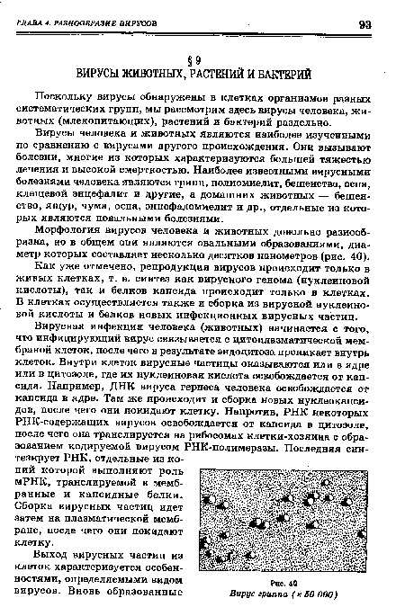 Вирусы человека и животных являются наиболее изученными по сравнению с вирусами другого происхождения. Они вызывают болезни, многие из которых характеризуются большей тяжестью лечения и высокой смертностью. Наиболее известными вирусными болезнями человека являются грипп, полиомиелит, бешенство, оспа, клещевой энцефалит и другие, а домашних животных — бешенство, ящур, чума, оспа, энцефаломиелит и др., отдельные из которых являются повальными болезнями.