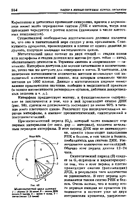 Митотический цикл состоит из двух стадий — стадии покоя или интерфазы и стадии деления или митоза (от греч. mitos — нить), обозначаемого символом м. Термины «митоз» и «кариокинез» — синонимы. Интерфаза доступна для оценки качественно и количественно, точно так же Доступен для измерения и митоз. В частности, для измерения интенсивности количества митозов используют так называемый митотический индекс, под которым понимают число митозов на 1000 клеток. Данные о митотическом индексе имеют важное практическое значение, особенно в медицинской практике (в оценке интенсивности регенерации органов, действия лекарственных веществ и т. д.).