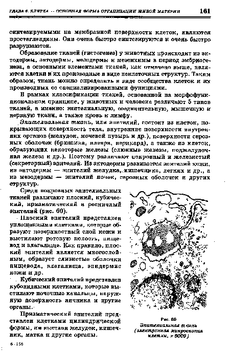 Эпителиальная ткань, или эпителий, состоит из клеток, покрывающих поверхность тела, внутренние поверхности внутренних органов (желудок, мочевой пузырь и др.), поверхности серозных оболочек (брюшина, плевра, перикард), а также из клеток, образующих некоторые железы (слюнные железы, поджелудочная железа и др.). Поэтому различают покровный и железистый (секреторный) эпителий. Из эктодермы развивается эпителий кожи, из энтодермы — эпителий желудка, кишечника, легких и др., а из мезодермы — эпителий почек, серозных оболочек и других структур.