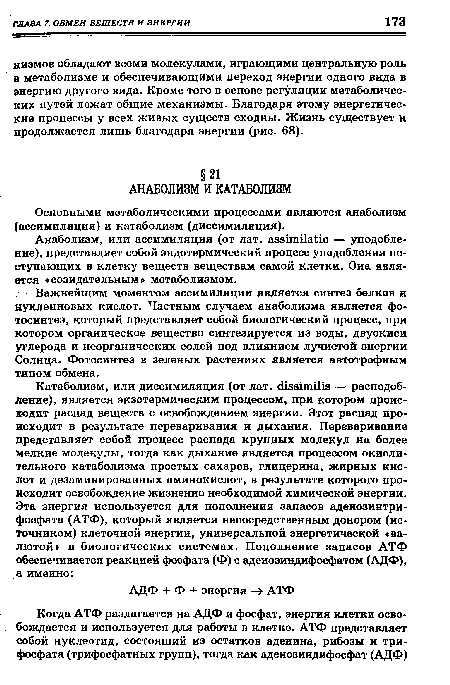 Важнейшим моментом ассимиляции является синтез белков и нуклеиновых кислот. Частным случаем анаболизма является фотосинтез, который представляет собой биологический процесс, при котором органическое вещество синтезируется из воды, двуокиси углерода и неорганических солей под влиянием лучистой энергии Солнца. Фотосинтез в зеленых растениях является автотрофным типом обмена.