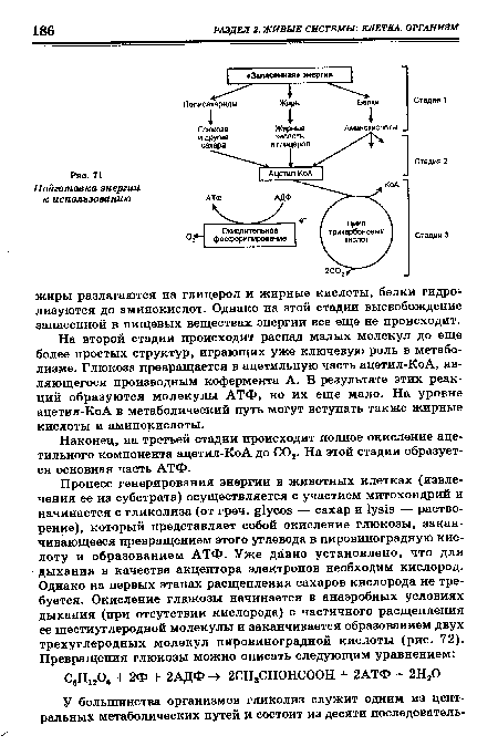 Наконец, на третьей стадии происходит полное окисление ацетильного компонента ацетил-КоА до С02. На этой стадии образуется основная часть АТФ.