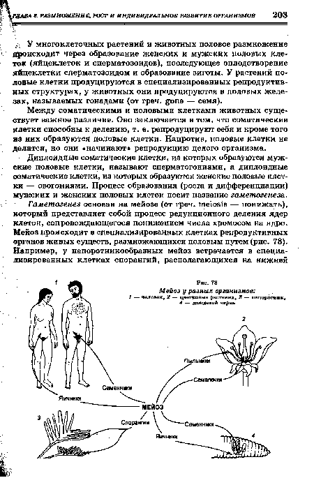 Диплоидные соматические клетки, из которых образуются мужские половые клетки, называют сперматогониями, а диплоидные ооматические клетки, из которых образуются женские половые клетки — овогониями. Процесс образования (роста и дифференциации) мужских и женских половых клеток носит название гаметогенеза.